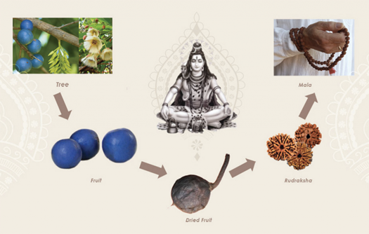 The importance of Rudaksha beads